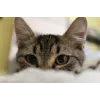 Cat Chronic Kidney Disease Ckd In Cats Symptoms