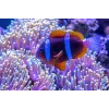 ᐉ How To Lower Nitrates In A Fish Tank Reducing Nitrates In Aquarium