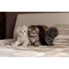 Signs Cat Going Into Labor Pre Labor Signs In Cats Thepets