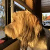 Petco, California, Arroyo Grande