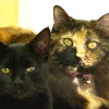 West Valley Veterinary Clinic, California, Lompoc