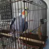Creature Comfort Animal Clinic, Texas, Arlington