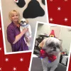 All American Grooming Salon, Indiana, Avon