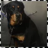 Posh Paws Pet Grooming, California, Rancho Cucamonga