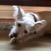 Collin County Animal Services, Texas, McKinney