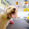 Healthy Hound Playground and Grooming Salon & Spa, Virginia, Rockville