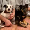 Grubby Dogs, California, Murrieta