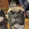 Park Slope Veterinary Care, New York, Brooklyn