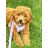 美国Goldendoodle,马萨诸塞州,萨顿