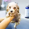 Reunion Pet Grooming Services, Florida, Davenport