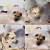 Canyon Creek Animal Clinic, Texas, Richardson