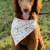Le Paws, Texas, San Antonio