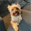 Paws N Style, California, Oxnard