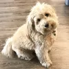 Animal Medical Clinic at Rosemary, Florida, Sarasota