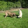 Badger Creek Kennels, California, Wilton