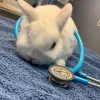 SKYLINE Animal Hospital, Florida, Land O' Lakes