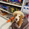 Veterinary Healthcare Associates, Florida, Winter Haven