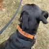 Bark Busters Home Dog Training NoVa Beltway, Maryland, Annandale