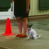 Fremont Dog Training Club, California, Fremont
