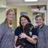 Animal Medical Center Of Hattiesburg, Louisiana, Hattiesburg