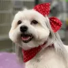 Odyssey Pets, Texas, Dallas