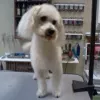 Pawsitive Styles Pet Salon, California, Oakdale