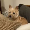 Pampered Pets, Texas, Austin