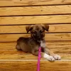 Pomona Animal Hospital, California, Pomona