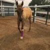 Comstock Equine Hospital, California, Reno