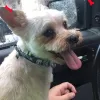 Camp Bow Wow San Antonio Stone Oak, Texas, San Antonio
