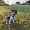 Animal Hospital of Padre Island, Texas, Corpus Christi