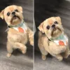 Chic Tails Pet Boutique and Spa, Texas, Houston
