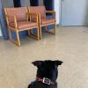 Skillman Animal Clinic, Texas, Dallas