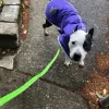 Strut The Pup, Washington, Seattle