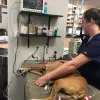 Advanced Veterinary Care of San Elijo, California, San Marcos