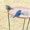 Wild Birds Unlimited, Georgia, Marietta
