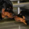 Nalowinds Boarding Kennels, Hawaii, Waimanalo