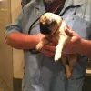 Wadley Animal Clinic, Arkansas, Searcy