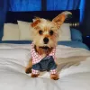 Doggie Dos, California, La Mesa