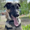 Coastal K9 German Shepherd Rescue of San Diego, California, San Diego