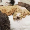 Australian Labradoodles, California, Woodland Hills