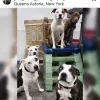 NYC Pet Services, New York, Astoria