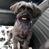 D Tails Pet Grooming, Texas, Fort Worth