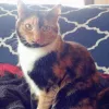 Boise Cat Clinic, Idaho, Boise