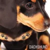 Dachshund Central, Texas, Dallas