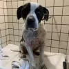 Max's Self Service Pet Wash And Grooming, California, La Crescenta