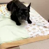 Animal Hospital of Eagle Glen - Mark Farrar DVM, California, Corona