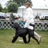 Tailored Dog Training, California, Concord