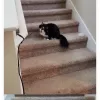 Austin Cat Sitters, Texas, Austin