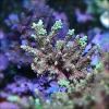 Sps Coral Store, California, La Cañada Flintridge